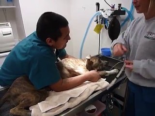 Induction of Male Dog Prior to Neuter Surgery