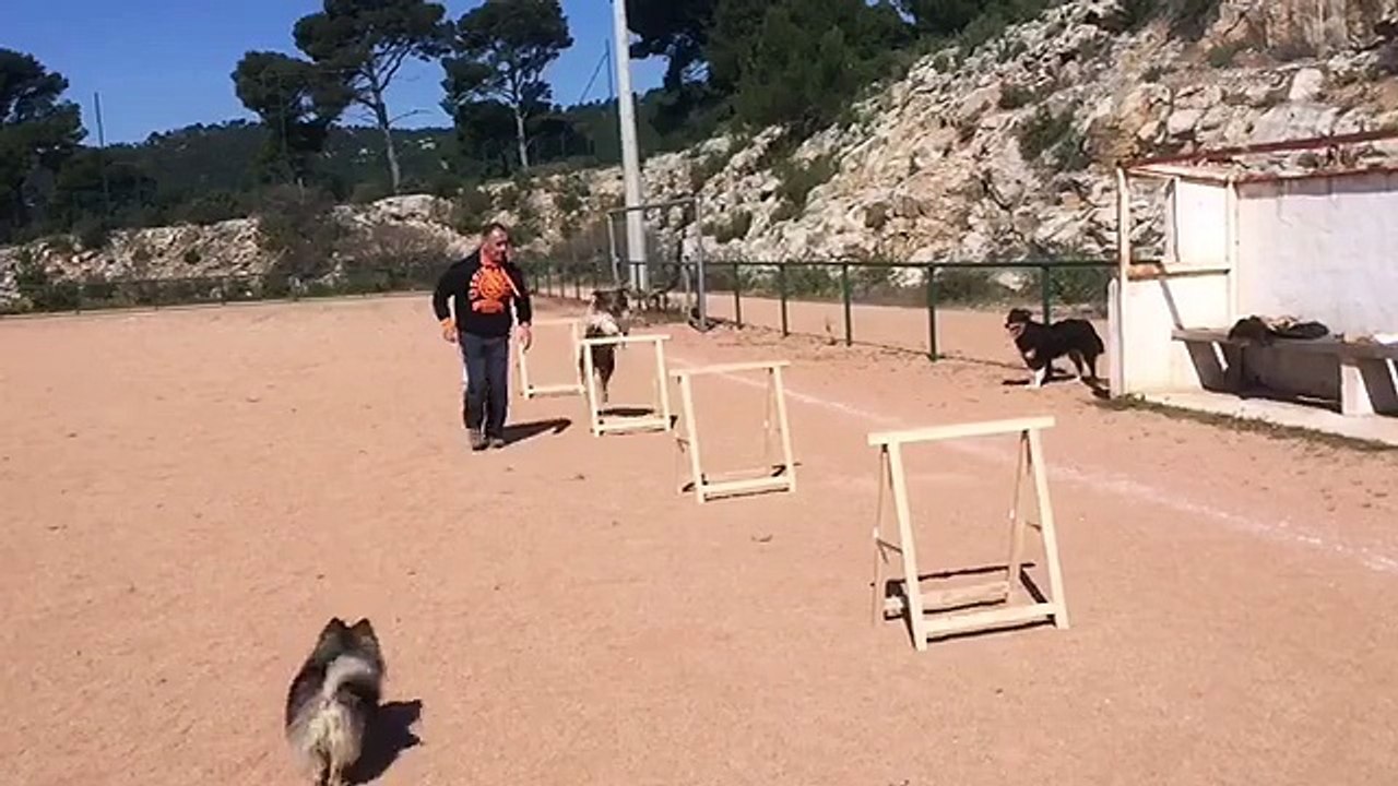 La Ciotat éducateur canin comportementaliste chiens et chiots toutes races départements 13 83