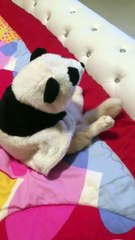 Panda Or Cat - Funny Cat Video