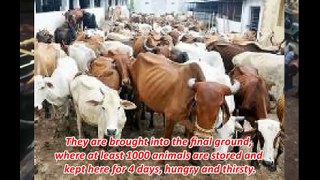 STOP COW SLAUGHTERING CRUELLY AND ILLEGALLY - in AL KABEER, ALLANA SLAUGHTER HOUSE