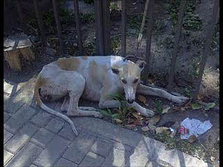 Hombre viola a perrita y le infecta sus genitales igual que a su preja de 14 años (09/02/13)