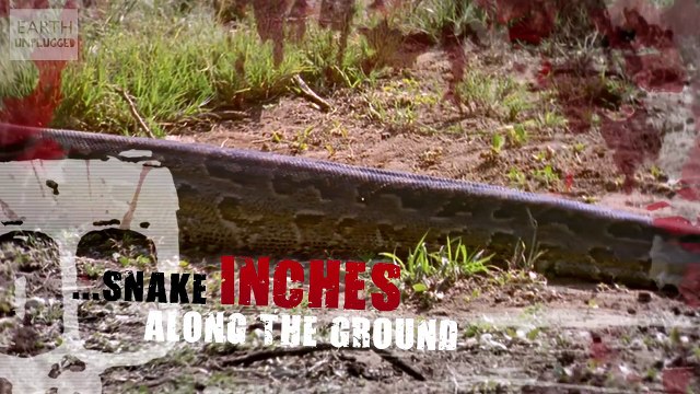 African Rock Python vs Springbok - Deadliest Showdowns (Ep 13) - Earth Unplugged