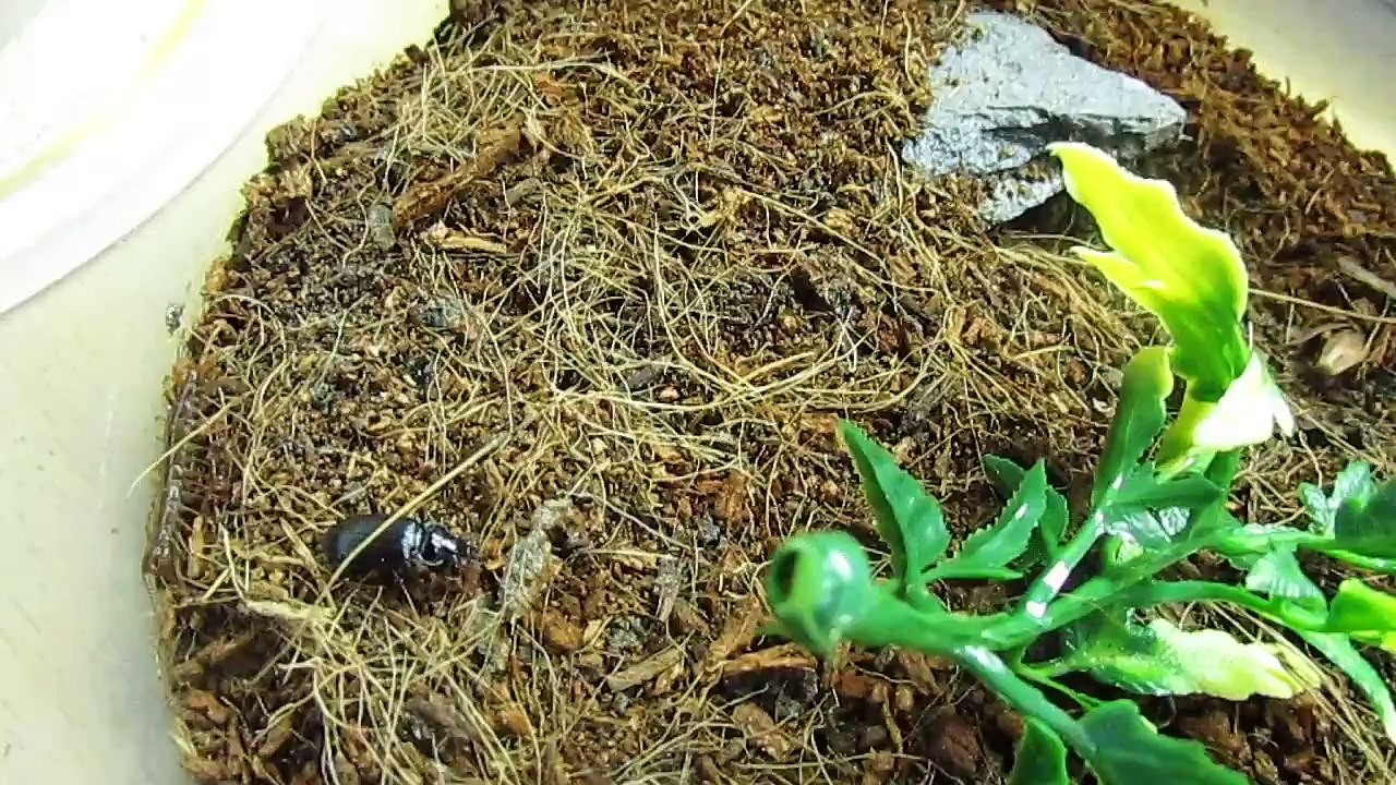 Giant ground beetle vs garden centipede