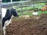 Vacas Lecheras