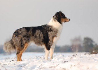 Avustralya Çoban Köpeği