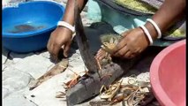 Bangladesh farmers fatten crabs on polluted land