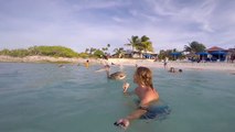 Crazy Pelicans Diving in Cancun, Mexico - Shot with GoPro