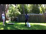How - To Introduce Fearful/Aggressive Dog To People | Majors Academy Dog Training and Rehabilitation
