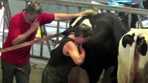 Koe bevalling met hulp van de dierenarts - Kalfje Olivea