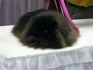Beautiful Black Persian Cat At MSG Cat Show