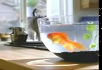 Importance of being bilingual