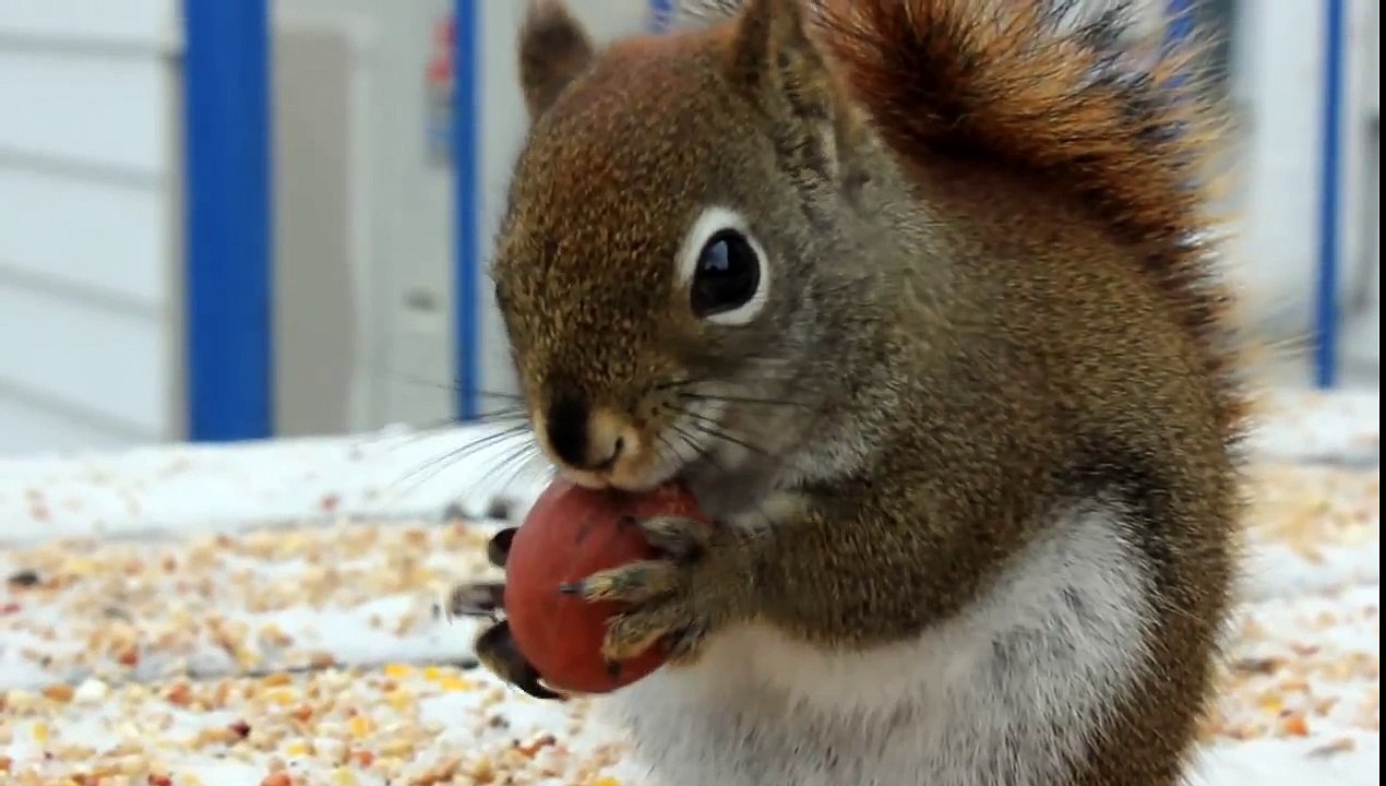 Un écureuil fait des petits bruits en décortiquant une noisette