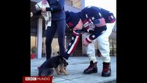 Cómo salvaron a los perros callejeros de Sochi