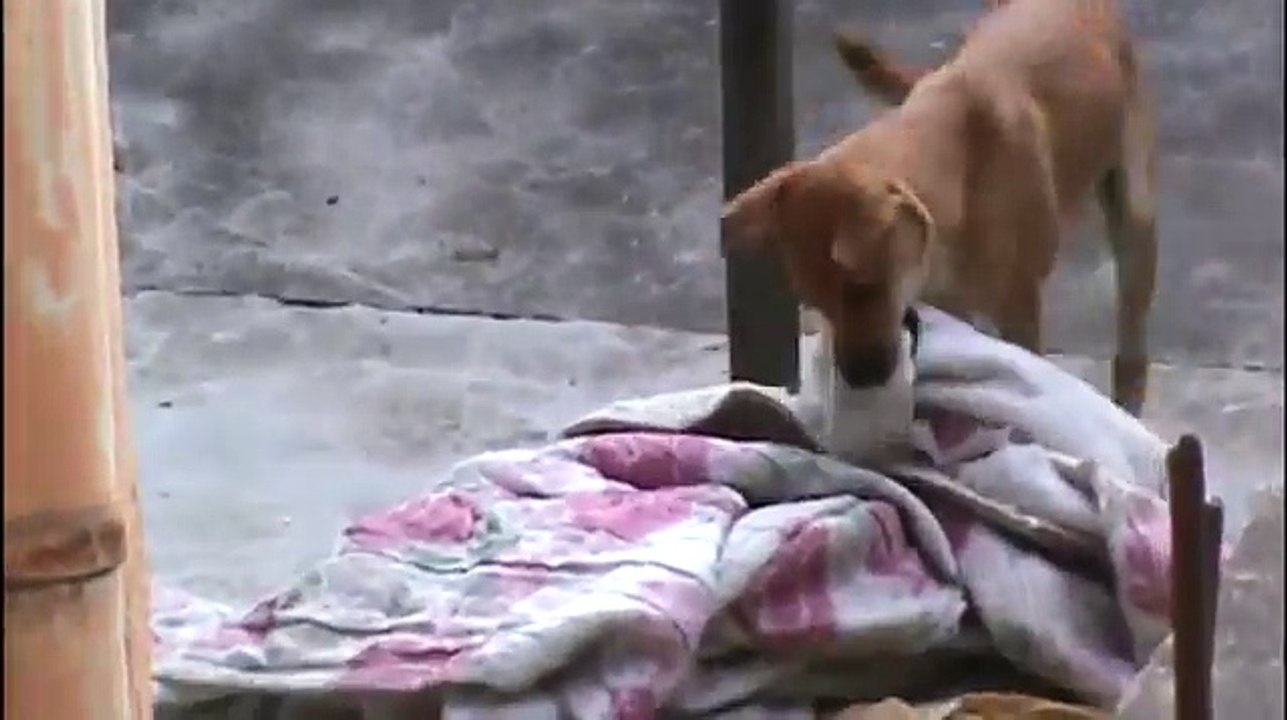 Cão Transa com Cobertor
