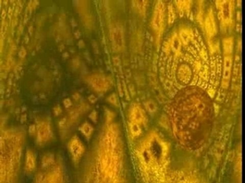 Brian Eno Harold Budd The Plateaux of Mi