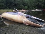 Chile: Más de 20 ballenas muertas en el Golfo de Penas