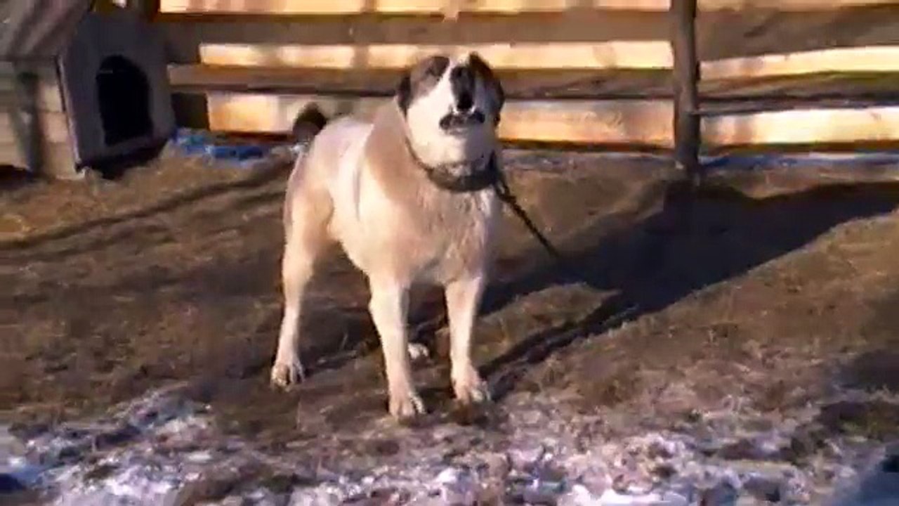 Turkmen Alabai female guarding TEST 23 - Central Asian Shepherd Dog