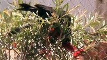 Carnaby's black cockatoo feeding on bottle brush seeds - by Teo lee Wei & K