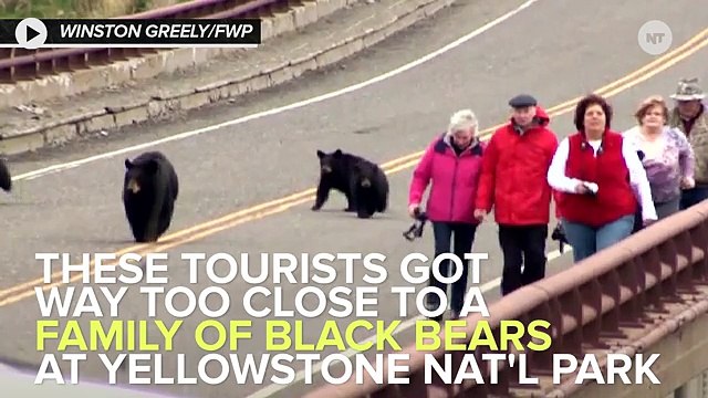 These Tourists Got Chased Down A Bridge By A Mother Bear