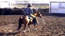 Specialized Playboy 2001 NCHA 50K am world champion 2002 Western Nationals Non-Pro Champ