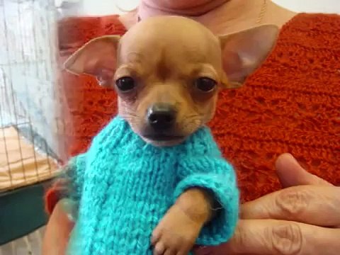 Кошки и маленькие собачки.