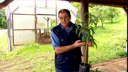 GLOBO RURAL 10-05-2015 PARTE 3/4 Online Completo Íntegra 10/05/2015