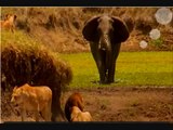 African Elephant vs Lion Pride, Lion pride runs from elephant.