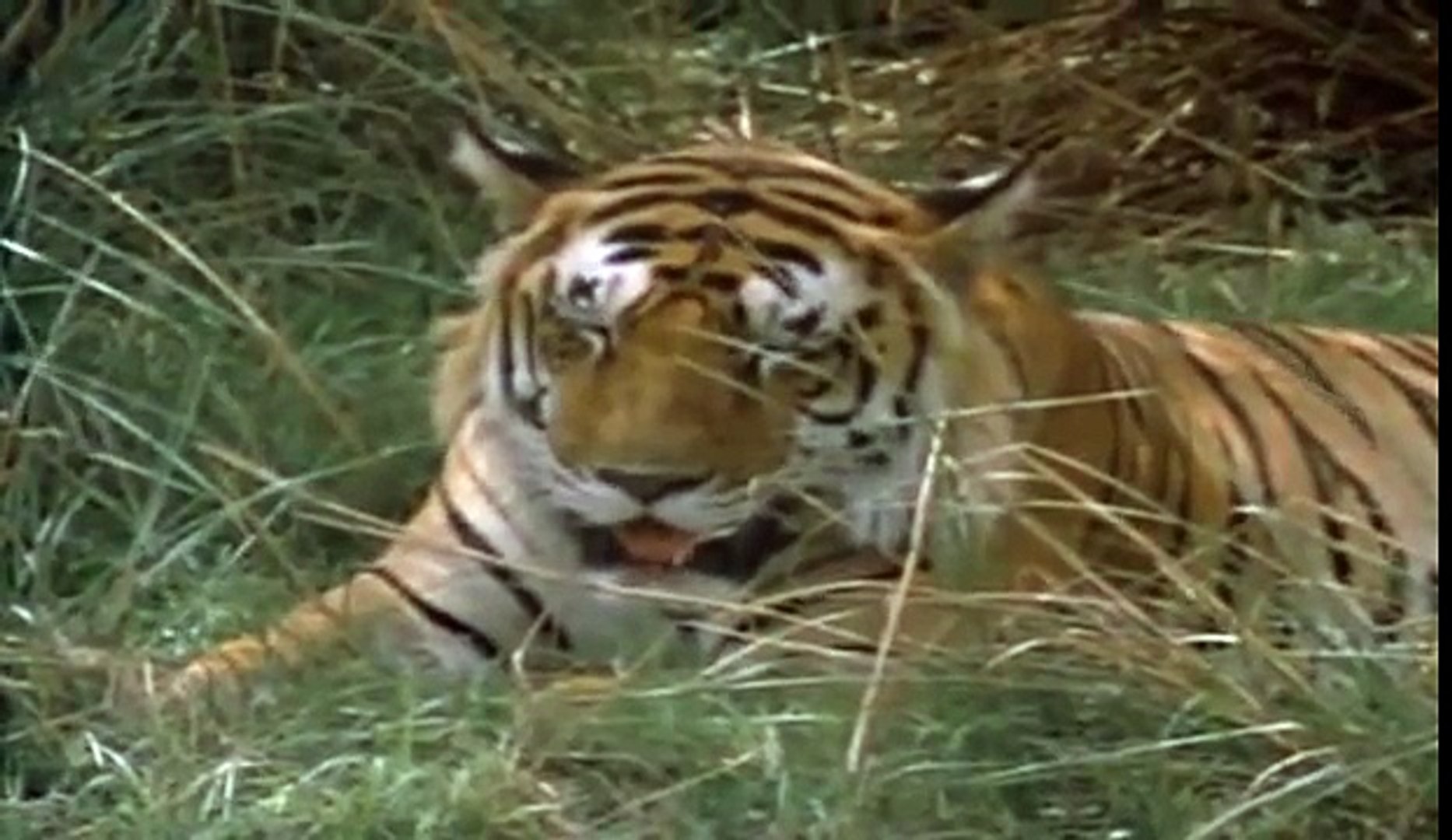 Cats and Big Cats