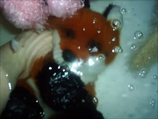 Webkinz Used in My Wolf Pack Take A Bath