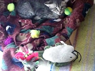 Mother Cat Adopts Wild / Abused / Abandoned Kitten