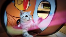 [Suri&Noel 스코티쉬폴드 Scottish fold cat] EP26_박스텐트 Box tent
