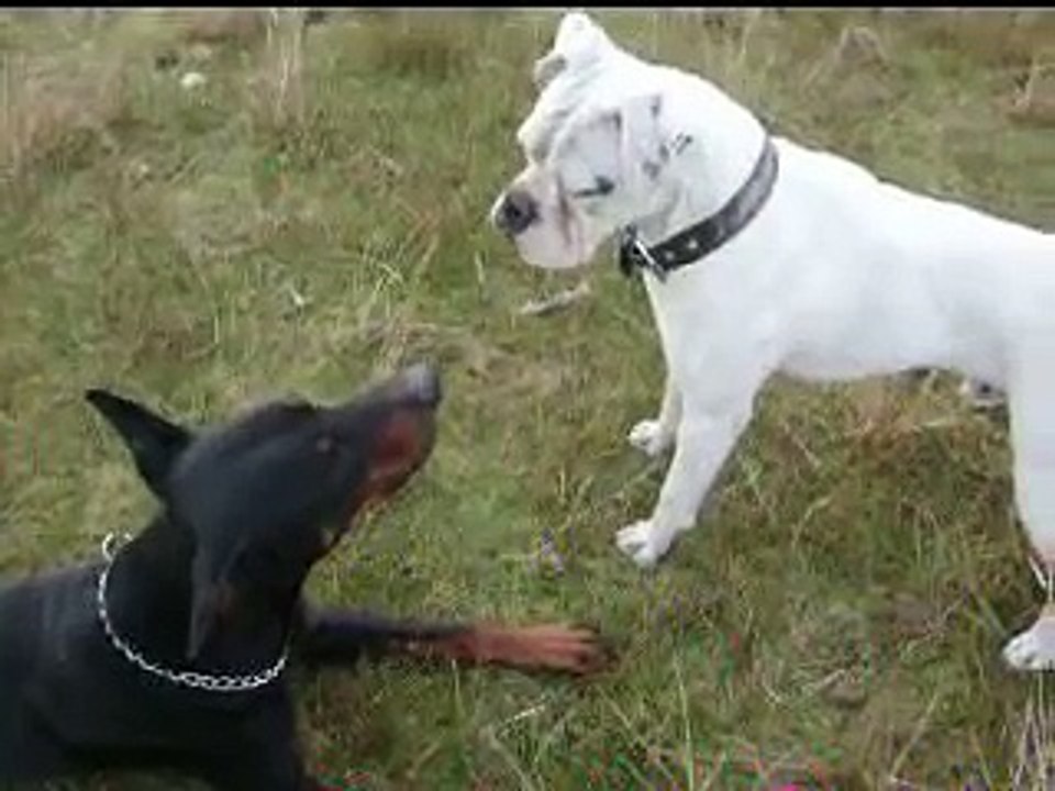 doberman y boxer video Dailymotion