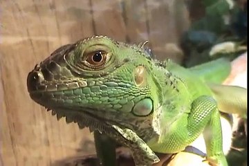 Proper Iguana Care/ Facts