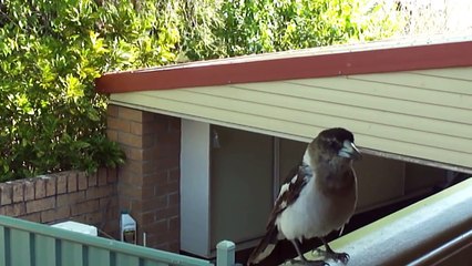 Butcher Bird Singing for 6 mins.MP4