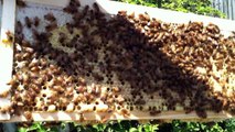 First Time Beekeepers : Day 51 : Full hive body, weird drone cells, and the queen bee