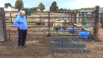 MTH Sheep Farm - Feeding SweetPro blocks