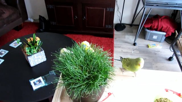 Parakeets at our home - Parkieten bij ons thuis