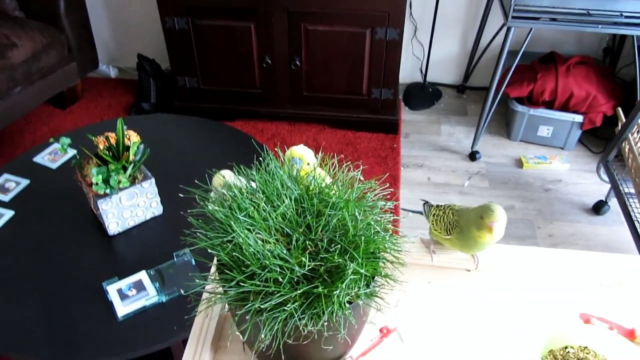 Parakeets at our home - Parkieten bij ons thuis