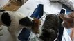 cat giving birth (with dogs) to newborn kittens