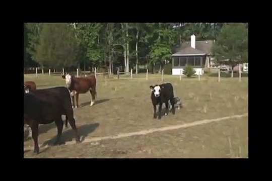 Blue the Border Collie while herding cattle