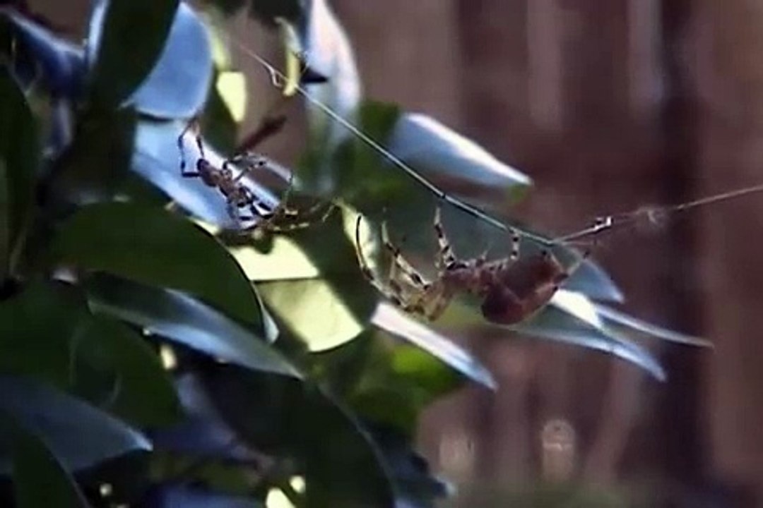 Spider fight