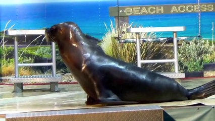 ANIMAL SOUNDS SONG Part 2 26 Real Animals BABIES, TODDLERS, PRESCHOOL, K 3