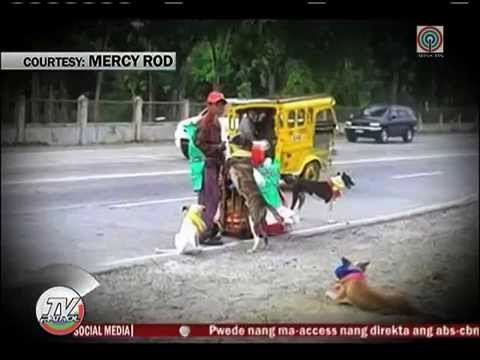 Lalaki, naglakad ng daang kilometro kaysa iwan ang mga aso