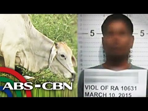 Bago husgahan ang suspek sa 'cow rape,' panoorin ito