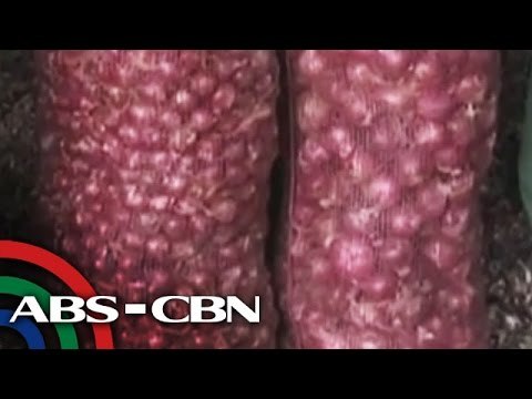 Bakit nabubulok ang saku-sakong sibuyas sa Pangasinan?