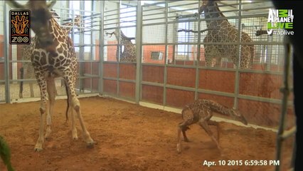 Wobbly Baby Giraffe Is Super Cute | Giraffe Birth Live