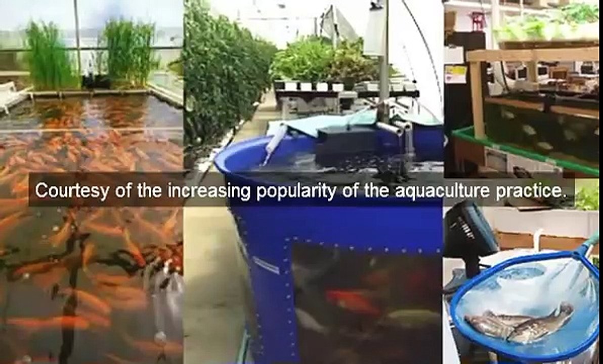 Raising Tilapia Fish -- Why Farm Tilapia.mp4