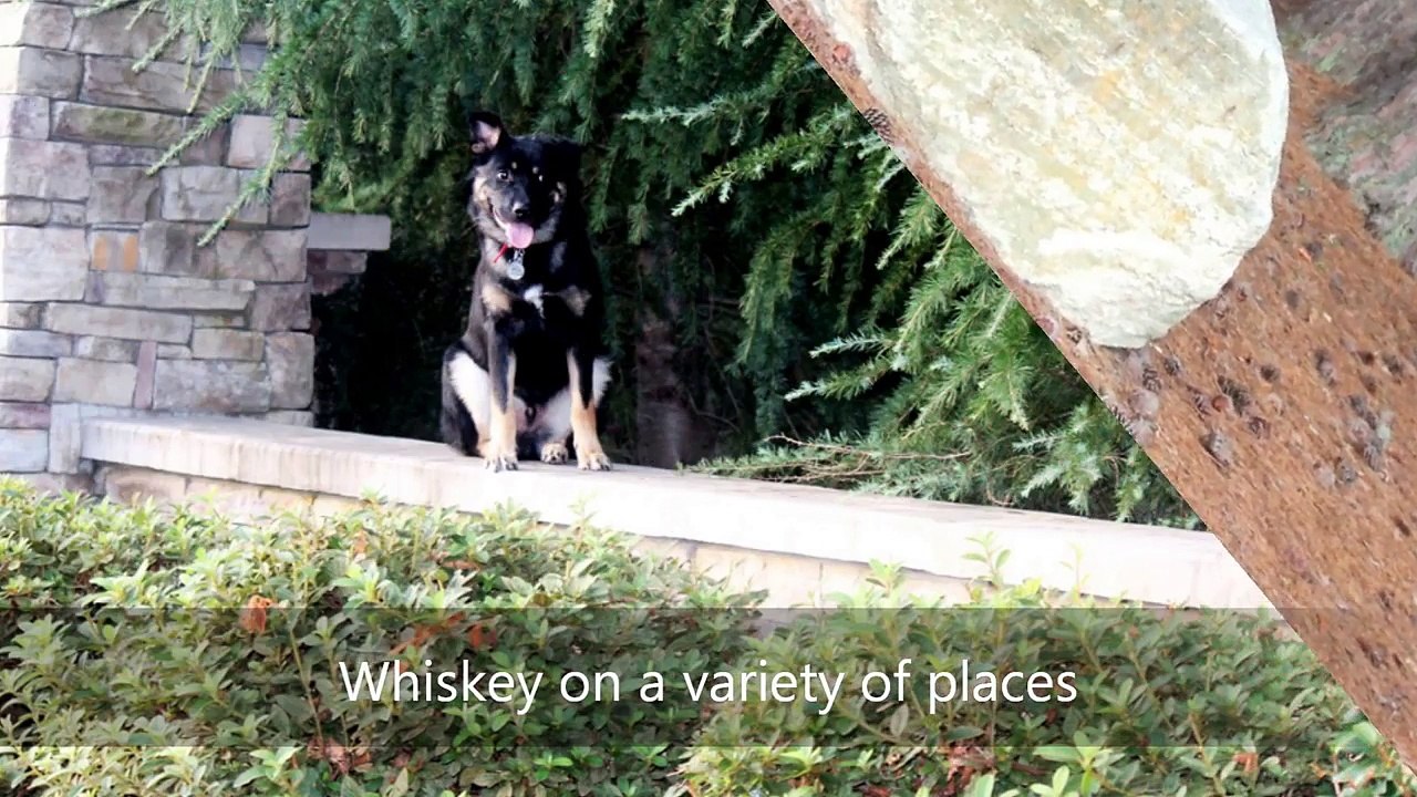 8mo Cattle dog Mix "Whiskey" Before and After Video - Dog Trainers Raleigh Durham