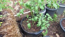 Small Space Container Gardening with 5 types of Vegetables - The Rusted Garden 2013