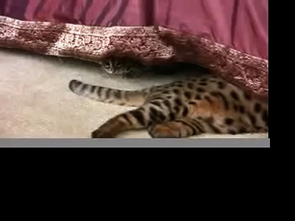 Asian Leopard playing with a Bengal cat
